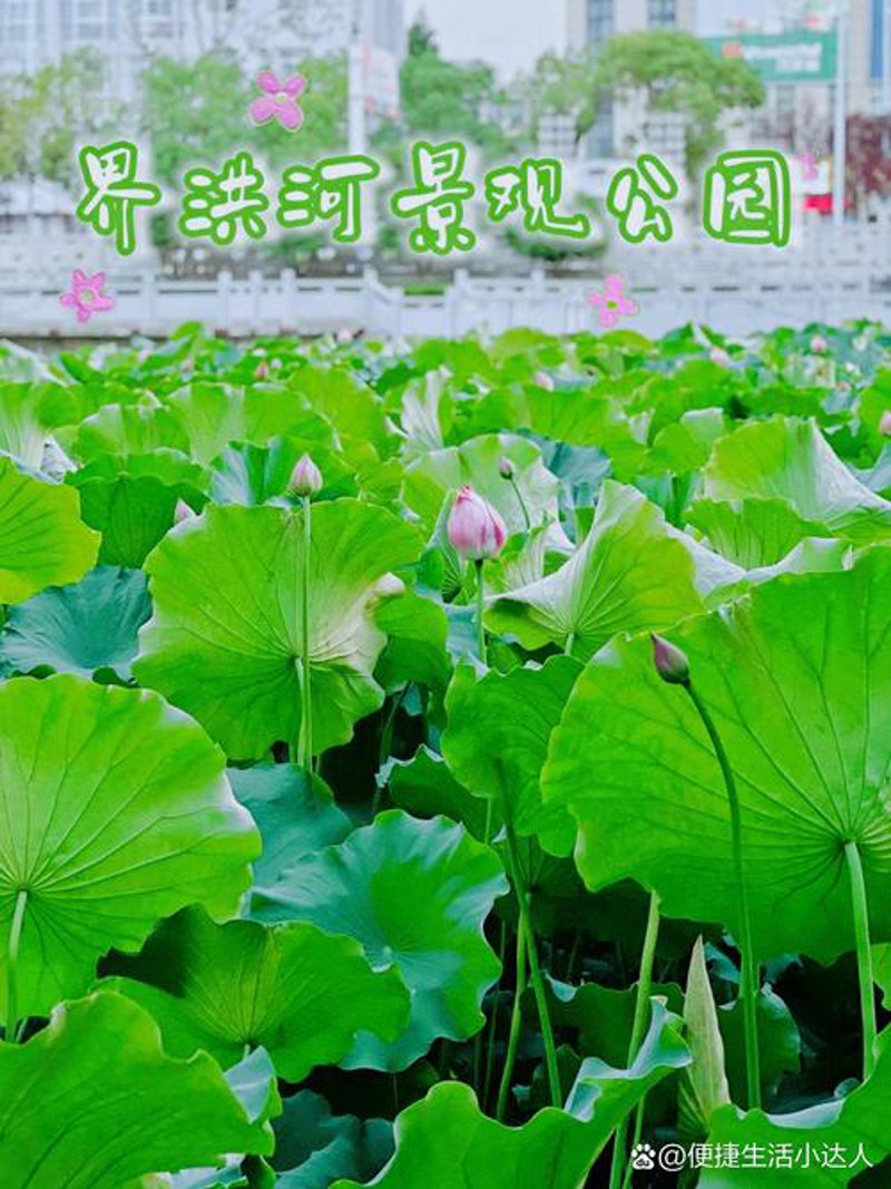 阜阳本地生活：探索城市脉搏与活力
